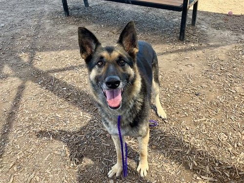 JANE - German Shepherd Dog available for adoption