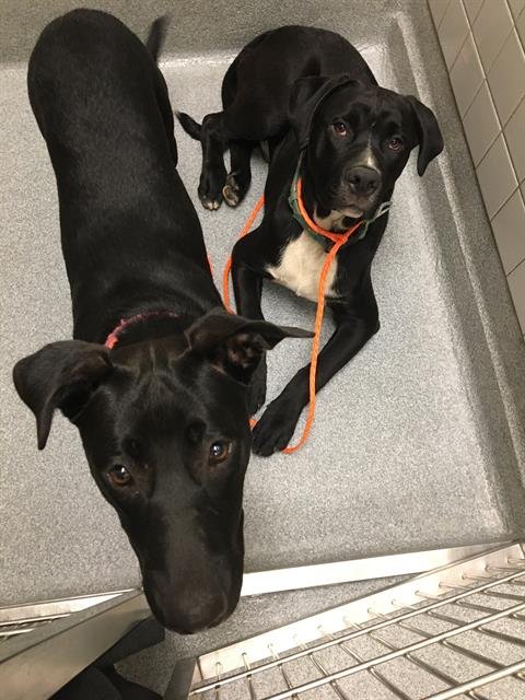 OLIVE - Labrador Retriever available for adoption