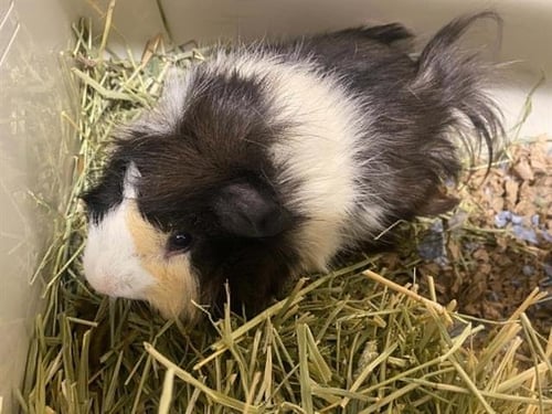 BRANDON - Guinea Pig available for adoption