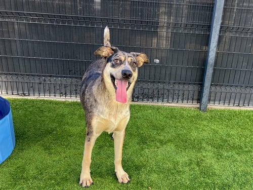TREVOR - German Shepherd Dog available for adoption
