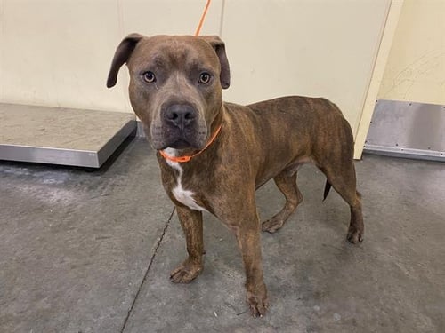 RANGER - Pit Bull Terrier available for adoption