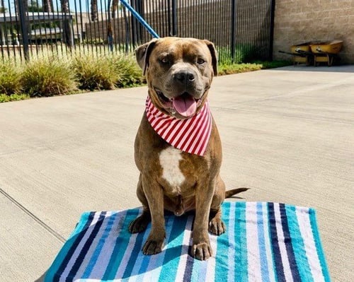 RANGER - Pit Bull Terrier available for adoption