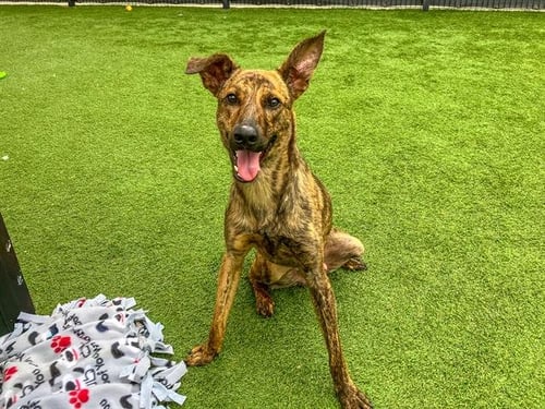 ELTON - Dutch Shepherd available for adoption