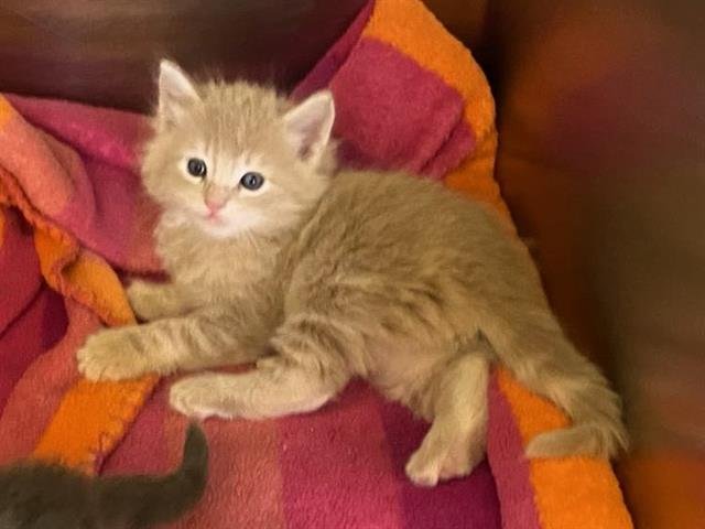 BROOKLYNN - Domestic Medium Hair available for adoption