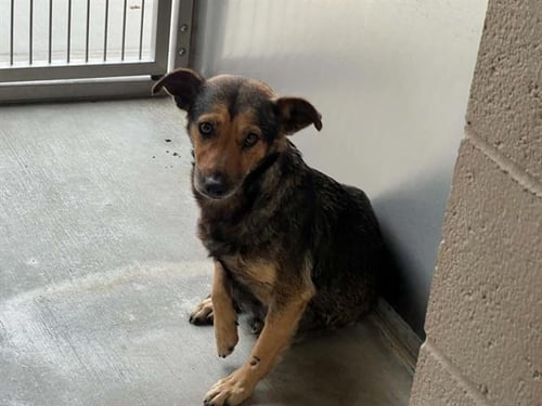 IRENE - Chihuahua for adoption in Garden Grove