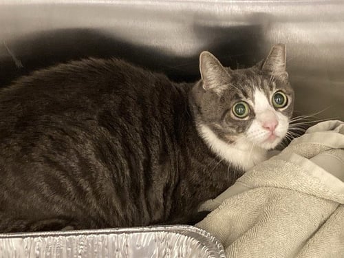 EDEN - Domestic Short Hair available for adoption