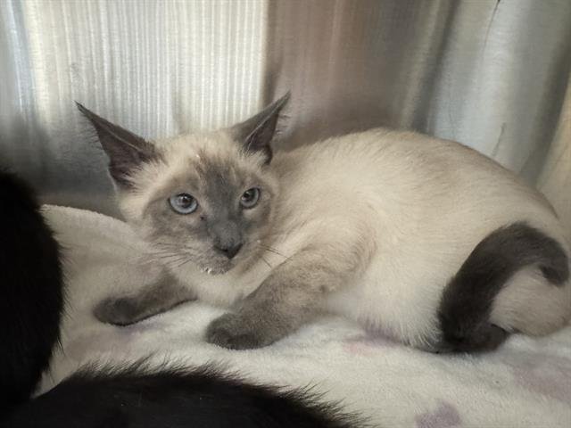 SIMON - Siamese available for adoption