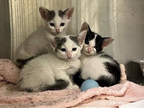 GARLIC KNOT - Domestic Short Hair available for adoption