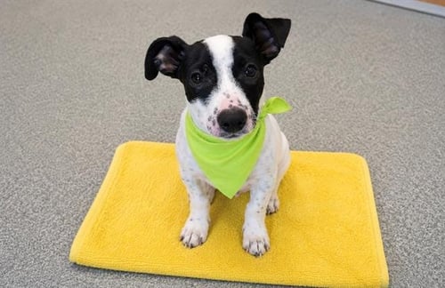 ATLAS - Labrador Retriever / Cardigan Welsh Corgi available for adoption