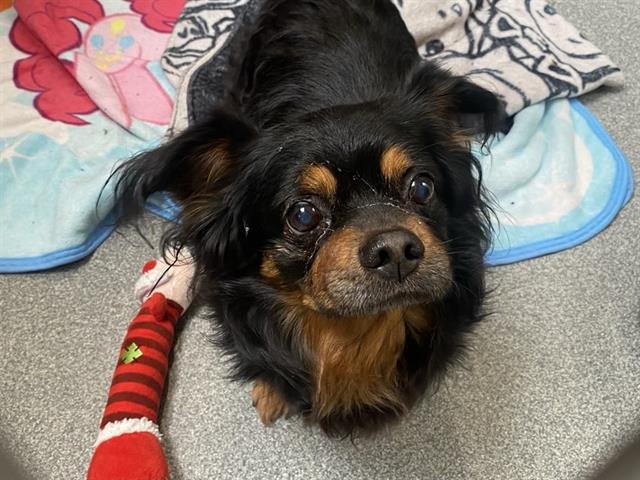 FASTBALL - Cavalier King Charles Spaniel available for adoption