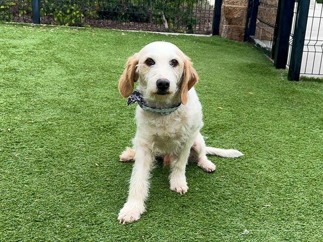 WAFFLE - Beagle / Parson Russell Terrier available for adoption