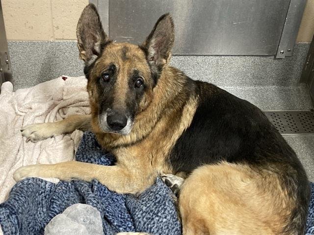 KONA - German Shepherd Dog available for adoption