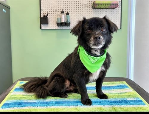 SAM - Pekingese available for adoption