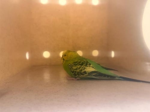 SUPERFLY - Parakeet - Other available for adoption