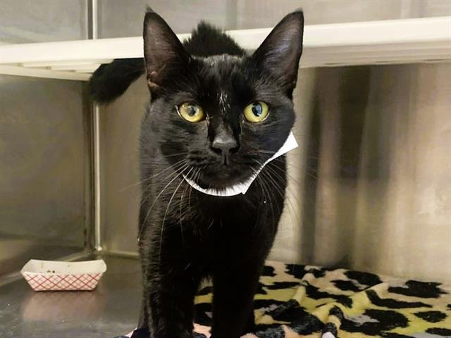 HAILLIE - Domestic Short Hair available for adoption