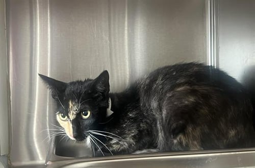 GEMINI - Domestic Short Hair available for adoption