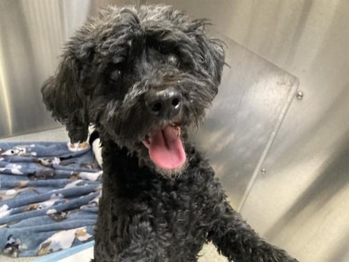 NATASHA - Poodle (Miniature) available for adoption