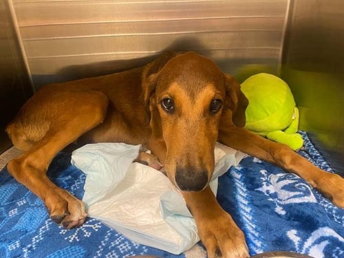 A1978822 - Doberman Pinscher available for adoption