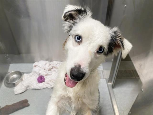 HAILEY - Australian Shepherd available for adoption