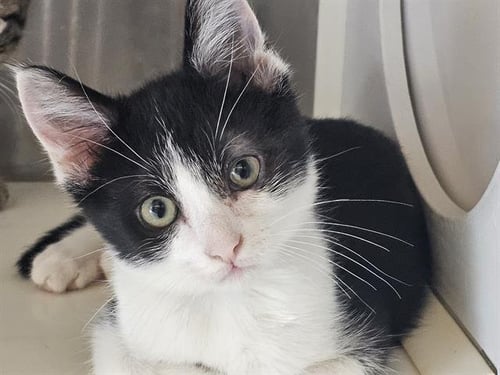 SILLY SAM - Domestic Short Hair available for adoption