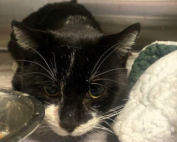 SYLVAIN - Domestic Short Hair available for adoption