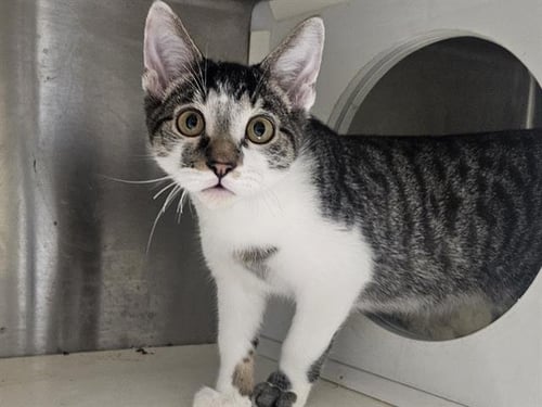 JANU - Domestic Short Hair available for adoption