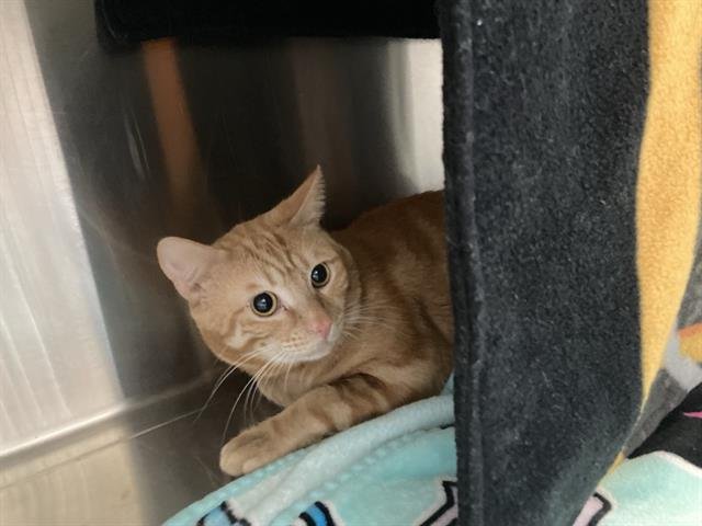 DARWIN - Domestic Short Hair available for adoption