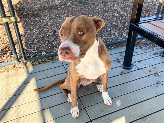 DARLA - Pit Bull Terrier available for adoption