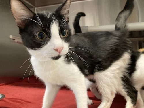 AJ - Domestic Short Hair available for adoption