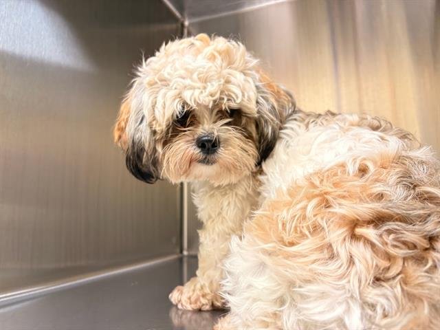 REMY - Lhasa Apso available for adoption