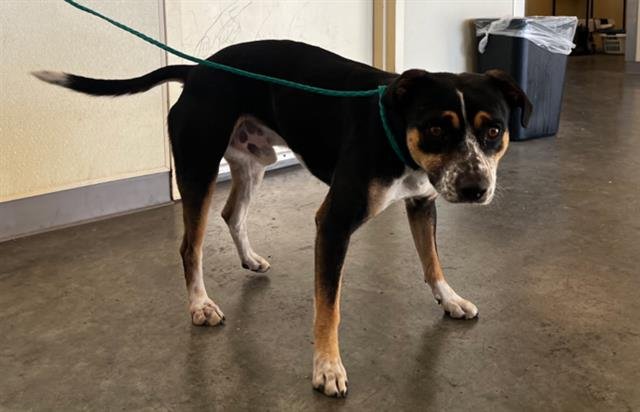 LEMMY - Australian Cattle Dog/Blue Heeler available for adoption