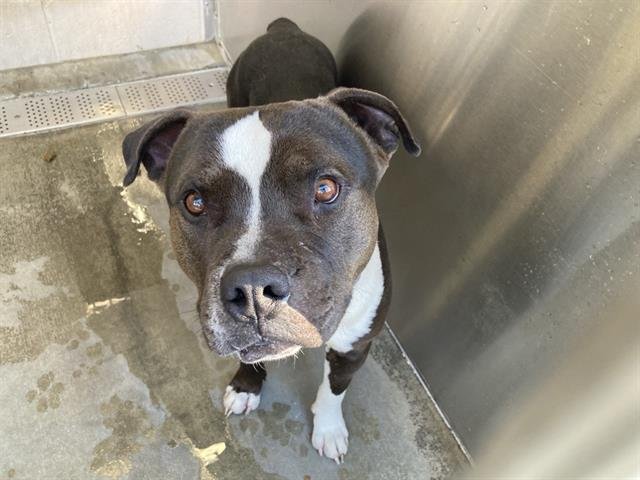 RUBEN - Pit Bull Terrier available for adoption