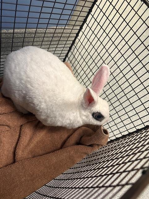 BIGGIE CHEESE - Rex available for adoption