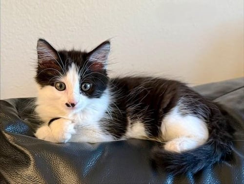 BABETTE - Domestic Short Hair available for adoption