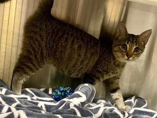 MOONLIGHT - Domestic Short Hair available for adoption