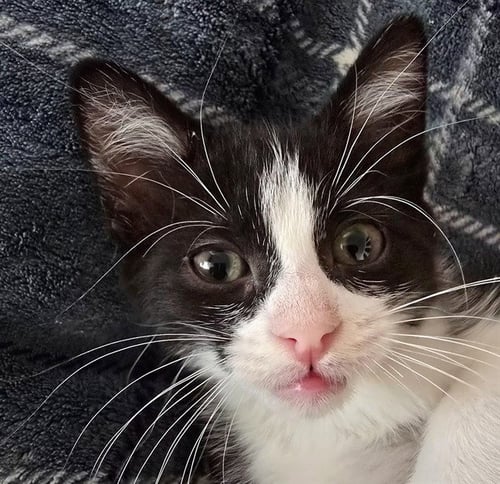 ZACH - Domestic Short Hair available for adoption