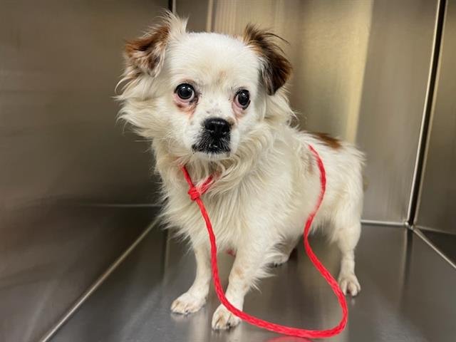 PADDINGTON - Pekingese available for adoption