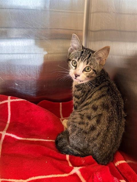 HOLLY - Domestic Short Hair available for adoption