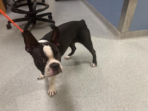 RORY - Boston Terrier available for adoption