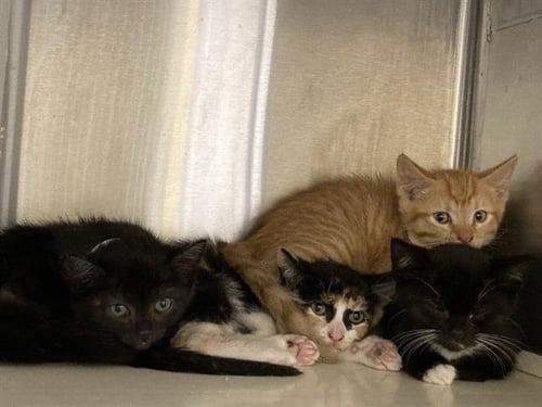WAFFLES - Domestic Short Hair available for adoption