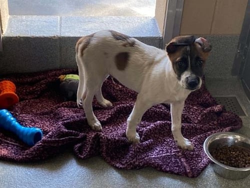 BEANS - Labrador Retriever / Boxer available for adoption