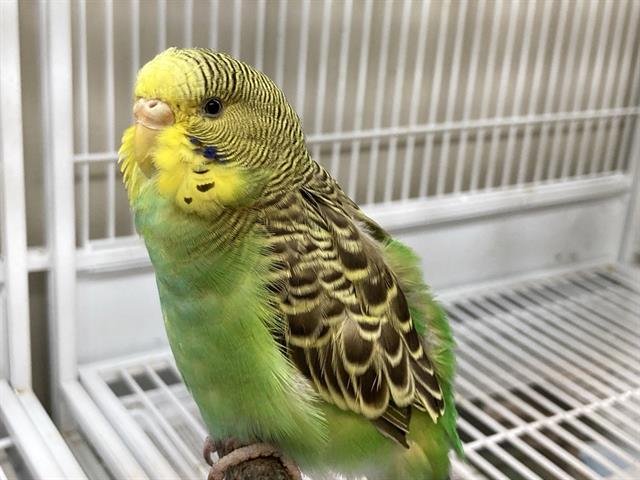 AMELIE - Parakeet - Other available for adoption