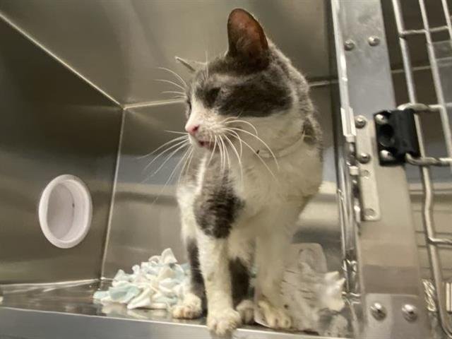 PURRSEUS - Domestic Short Hair available for adoption