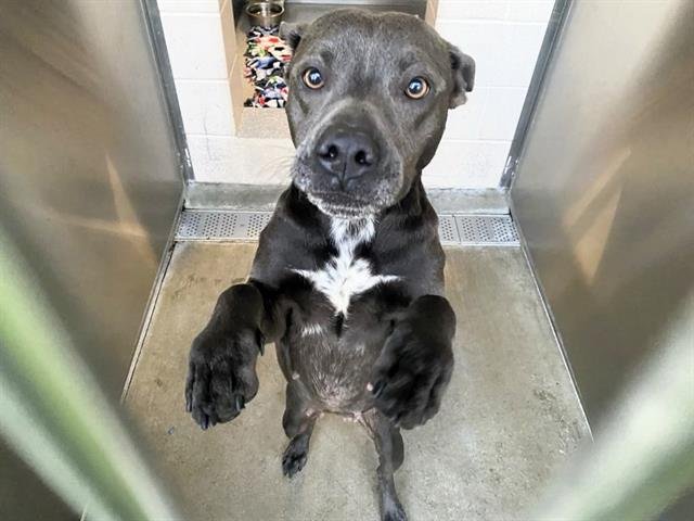 LEANNA - Pit Bull Terrier available for adoption