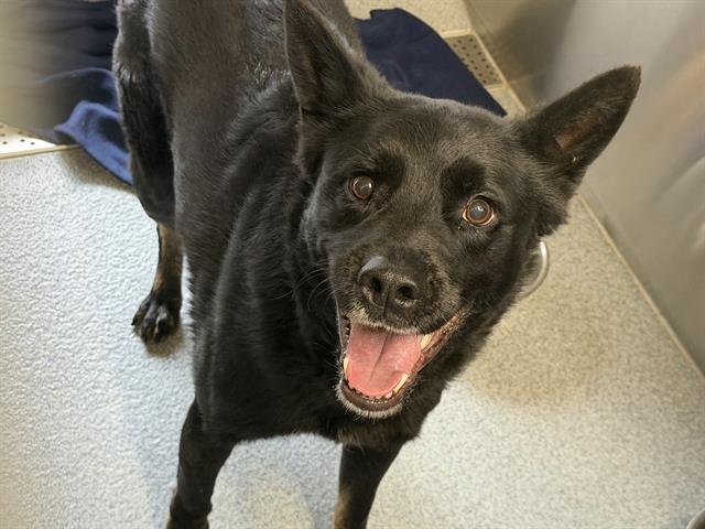 OTIS - Australian Shepherd / Australian Cattle Dog/Blue Heeler available for adoption