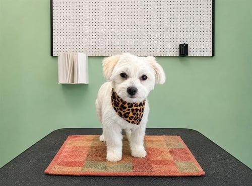 ANDY - Havanese available for adoption