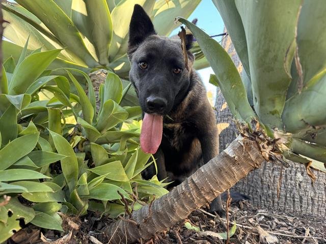VINE - Belgian Shepherd Malinois available for adoption