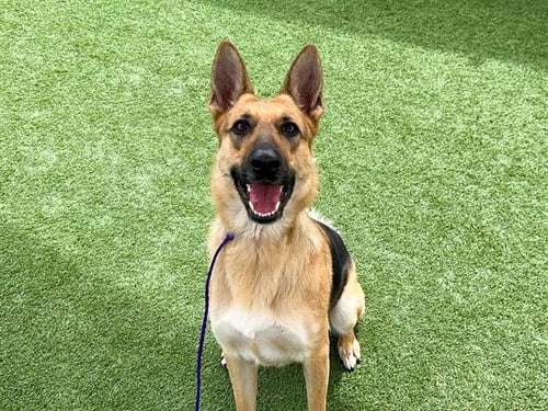 RITA - German Shepherd Dog available for adoption