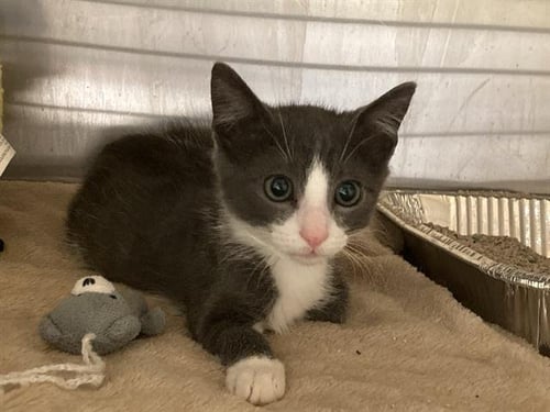 MARK - Domestic Short Hair available for adoption