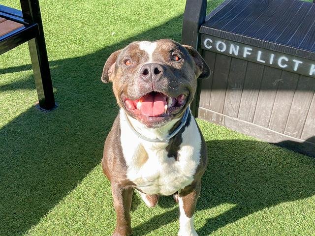 RUBEN - Pit Bull Terrier available for adoption